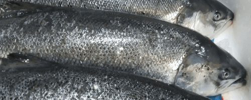 atlantic-salmon-nordpoll-seafood