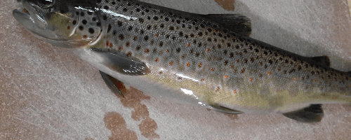 brown-trout-nordpoll-seafood