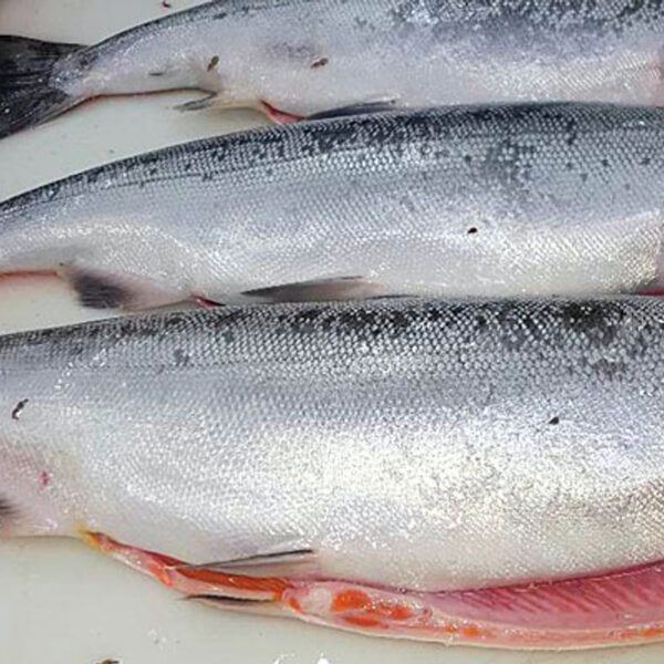 Coho salmon for sale