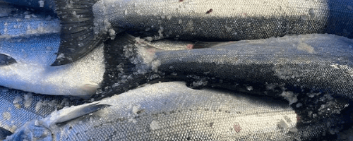 coho-salmon-nordpoll-seafood