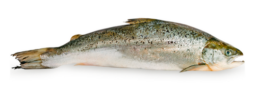 salmon-fish-nordpoll-seafood