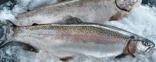 steelhead-trout-nordpoll-seafood