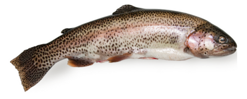 trout-fish-nordpoll-seafood