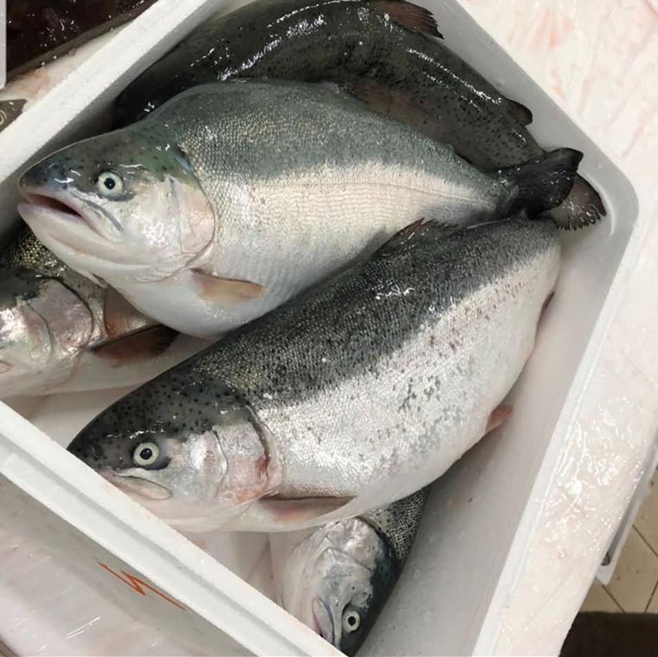 Wholesale Fresh Salmon suppliers