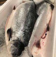 premium fresh salmon exporter